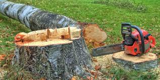 Best Storm Damage Tree Cleanup  in Woodinville, WA