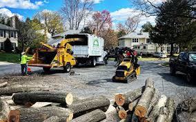 Best Tree Disease Treatment  in Woodinville, WA