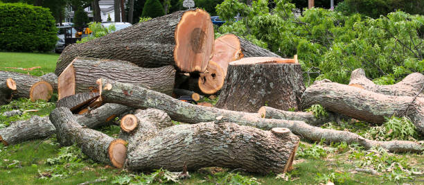 How Our Tree Care Process Works  in  Woodinville, WA