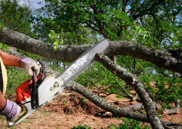 Best Utility Line Clearance  in Woodinville, WA