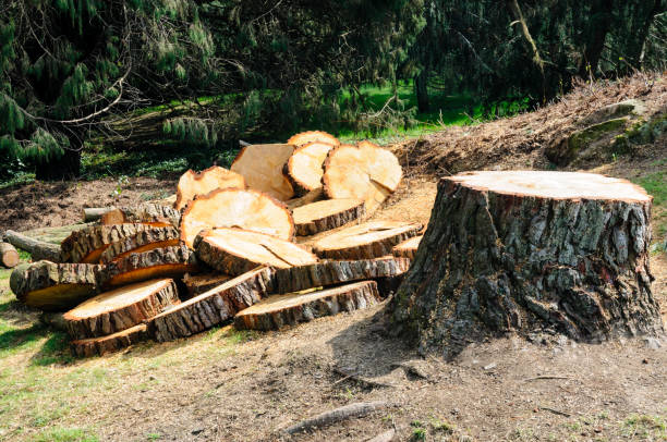 Professional Tree Care in Woodinville, WA